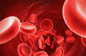 Op 20 seconden gaan rode bloedcellen je lijf rond