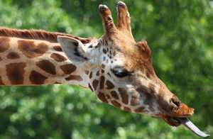 Een giraffe slaapt maar 30 minuten per dag
