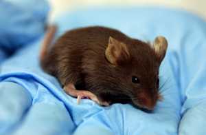 Uitvinding van penicilline gebeurde dankzij muizen