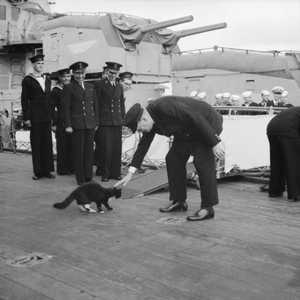 Katten hielpen schepen te navigeren