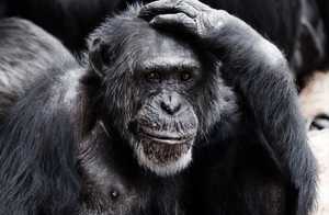 Geloven deze chimpansees in een god?
